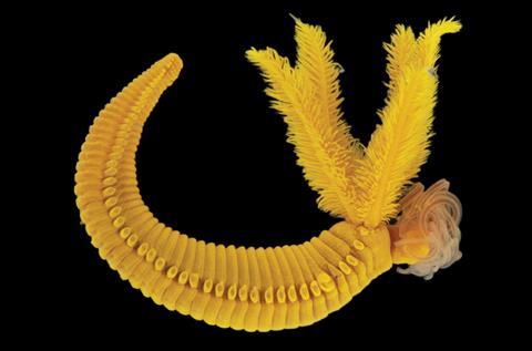_20250826_on_worm