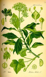 800px-Illustration_Hedera_helix0