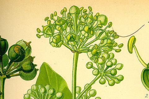 800px-Illustration_Hedera_helix0