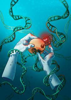 Kokic_transcriptionDNArepair