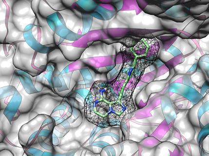 photoaffinity probe in protein