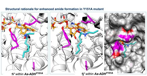 Structural rationale for enhanced amide formation