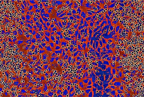 BW_Niche-Expansion_Colorized82_crop (003)__