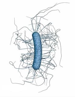 Clostridium_difficile_CDC_mod