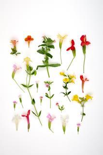 Low-Res_Mimulus_vertical23_white.jpg