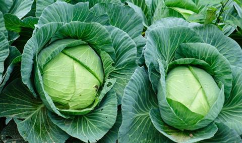 shutterstock_2626124323