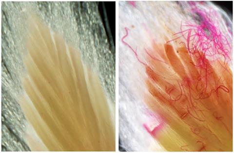 Nematodes in European Beech 2 - Colbert-Pitts et al 2025 Plant Pathology