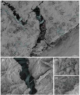 Nematodes in European Beech - Colbert-Pitts et al 2025 Plant Pathology