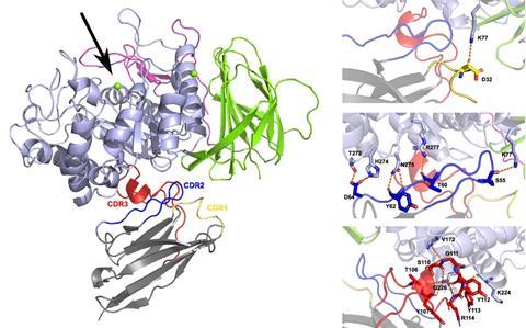 Structure of GCase-Nb1 complex