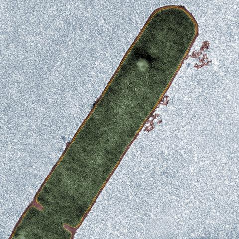 B subtilis rod klein