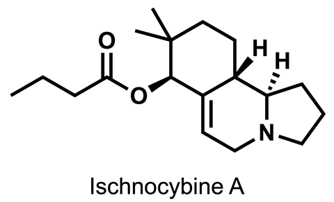 Ischnocybine A