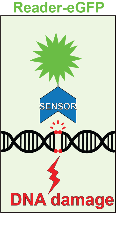 DNA DAMAGE PROBE