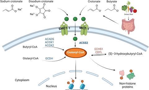 cbic202400639-fig-0005-m