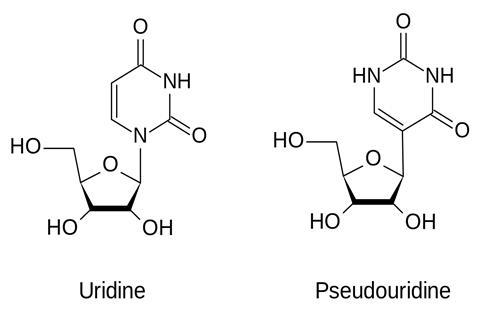 Uridine-Pseudouridine