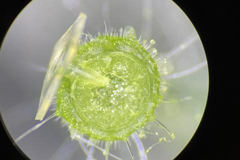 MIT-Microneedle-Delivery-02-press