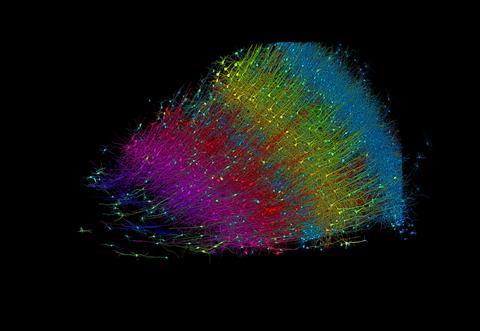 Six layers of excitatory neurons colored by depth, klein
