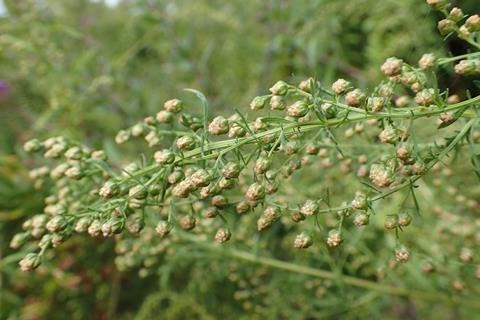Artemisia annua of zomeralsem, waaruit artemisinine wordt gewonnen