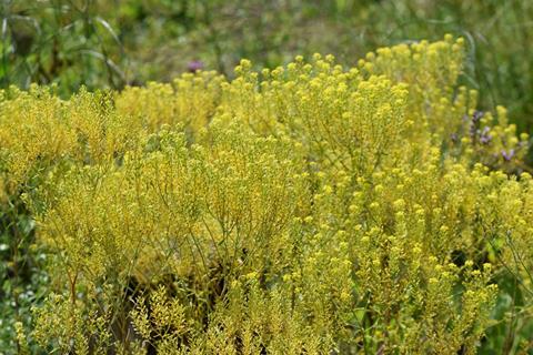 Odontarrhena_chalcidica credits Krzysztof Ziarnek, Kenraiz CC BY SA 4