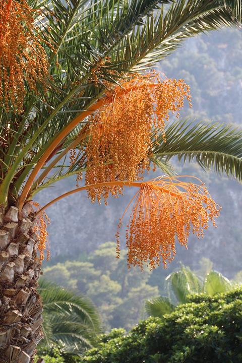 date-palm-tree-4122141_1920