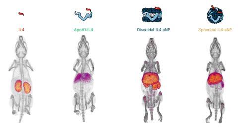 Biodistribution in mice