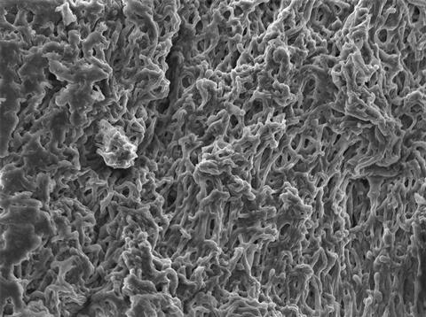 Mycelium netwerk (hyphae) - Scanning electron microscopy (SEM)