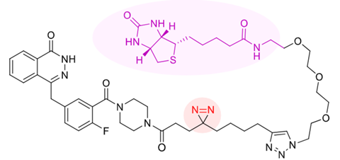 Olaparib with biotin tail