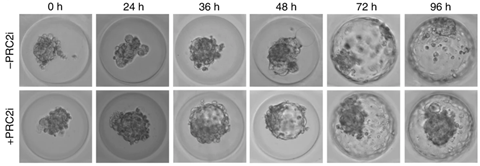 embryonic cell development