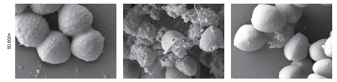 bacteria vs evg7 vs vancomycin