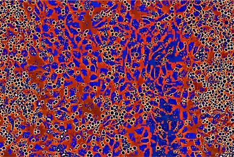 BW_Niche-Expansion_Colorized82_crop (003)__