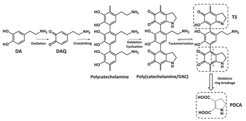 Polydopamine film formation