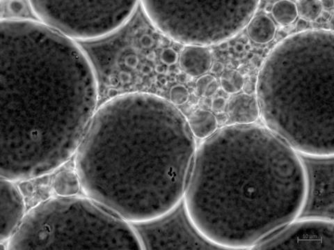 cells_beads_fluorescente melkzuurbacteriën